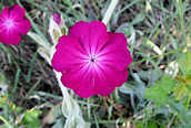 Rose Campion